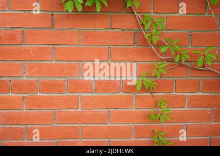 Parthenocissus quinquefolia. Eine rote Ziegelmauer mit einem Ast von Jungferntrauben Stockfoto