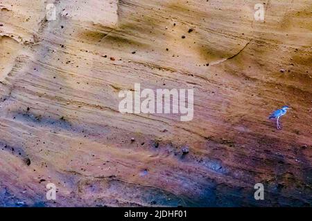 Vögel der Mayotte Lagune Indischer Ozean Stockfoto