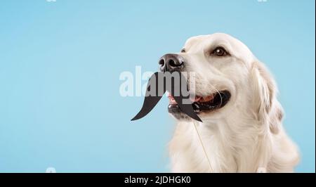 Porträt von goldenem Retriever Hund mit schwarzem gefälschten Schnurrbart auf Stick isoliert auf blauem Hintergrund, freien Raum Stockfoto