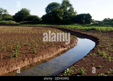 Das Stratford Riverside Nature Reserve wird derzeit in Entwicklung gebracht, Stratford-upon-Avon, Warwickshire, Großbritannien Stockfoto