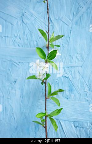 Vertikaler Frühling oder Sommer natürlicher Hintergrund mit schönen weißen Blüten und grünen Blättern von Kirschbaum Zweig in voller Blüte gegen blaue Wand. Stockfoto