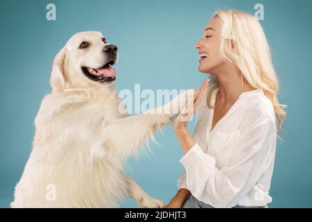 Kontaktkonzept. Frau, die ihrem Hund neue Befehle beibrachte, labrador gab seiner Besitzerin Pfote, blauer Hintergrund Stockfoto