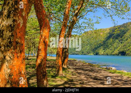 Eine idyllische Lage am Ufer der Lagao azul sete cidades mit oranger Rinde einer Reihe von Bergahores, einem grauen Bimssteinstrand, blauem See und grünen Hügeln Stockfoto