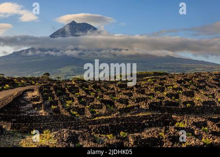 Die Reben wachsen in schwarzen, von vulkanischem Gestein umgebenen Gehegen an den unteren Hängen des Mount Pico, dessen Gipfel über einer Kette von Wolken emporragt Stockfoto