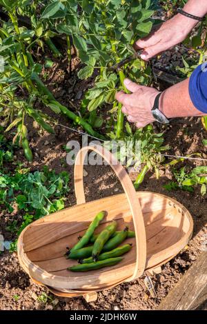 Frau, die in ihrem Gemüsegarten oder in ihrer Zuteilung „Bunyards Ausstellung“ mit breiten Bohnen erntet. Stockfoto