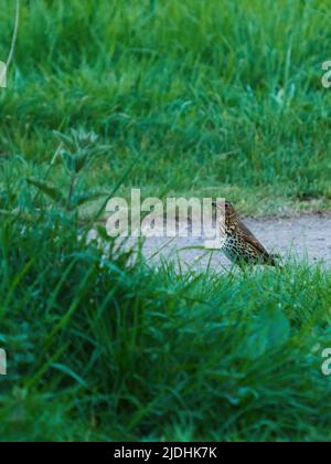 Eine Liederdrossel, die von einer erfolgreichen abendlichen Nahrungssuche-Expedition - Regenwurm im Schnabel - entlang eines grasbewachsenem Kiesweges zurückkehrt. Stockfoto