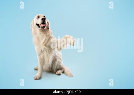 Liebenswert smart golden Retriever Hund lächelnd und geben eine hohe fünf, sitzen isoliert auf blauem Hintergrund, kopieren Raum Stockfoto