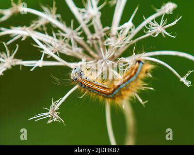 Auf der Suche nach Nahrung klettert eine pelzige, farbenfrohe Lackey Moth Caterpillar über das getrocknete Skelett eines Kuhsilienblütenkopfes. Stockfoto