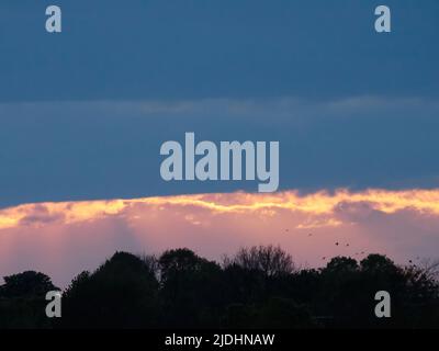 Sonnenstrahlen brechen durch einen Bruch in schweren, drückenden Wolken, um einen Stand von Bäumen und Vögeln zu umrahmen, die vor dem Sturm zu brüten fliegen. Stockfoto