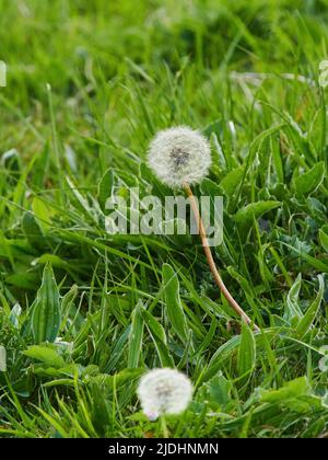 Ein Paar von Delikatuhren, zart und zerbrechlich und flauschig, zwischen dem Grün der Grashalme und den Pflanzen des Unterwuchses. Stockfoto