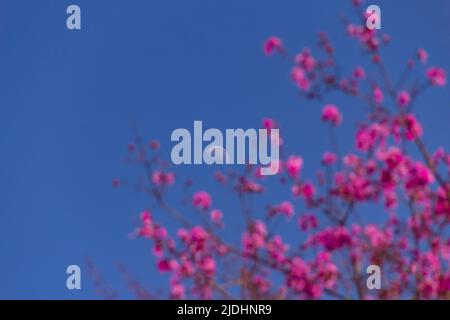 Goiania, Goiás, Brasilien – 20. Juni 2022: Tagsüber ist er Mond am Himmel, unter rosa Blüten an den Ästen eines Baumes namens Schwein-Knoten. Stockfoto