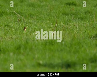 Eine Singdrossel auf der Jagd, die durch ein Feld sucht, um die Wirbellosen zu finden, von denen sie ernährt wird, und einen Augenblick mit dem Kopf über das Gras guckt. Stockfoto