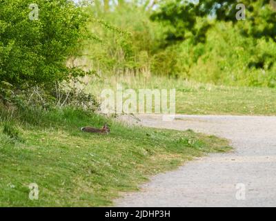 Ein wildes Kaninchen streckte sich an einem Wegrand aus und schützte sich vor dem Sonnenlicht und der Hitze des Frühlings zwischen Gänseblümchen, Gras und Dandelionen. Stockfoto