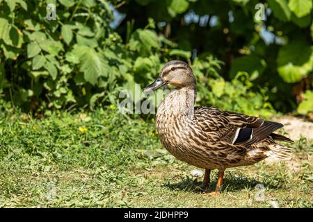 Porträt einer stehenden, weiblichen Stockente mit einem natürlichen, grünen Hintergrund Stockfoto