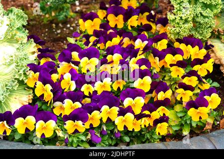 Johnny springen Mini-Bicolor Viola Stiefmütterchen Blume Stockfoto