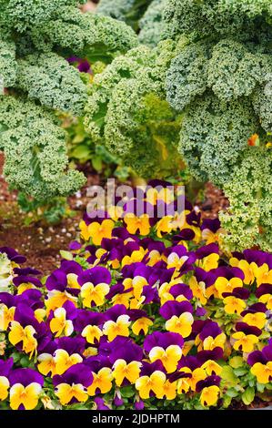 Johnny springen Mini-Bicolor Viola Stiefmütterchen Blume Stockfoto