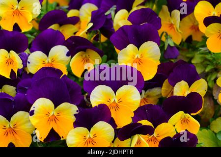 Johnny springen Mini-Bicolor Viola Stiefmütterchen Blume Stockfoto