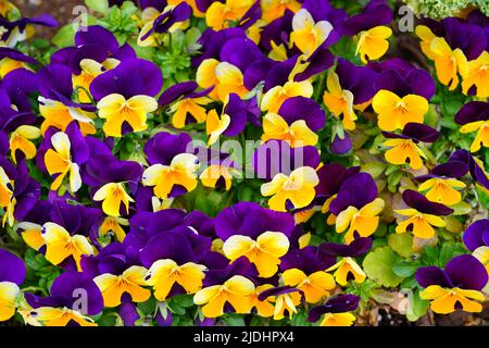 Johnny springen Mini-Bicolor Viola Stiefmütterchen Blume Stockfoto