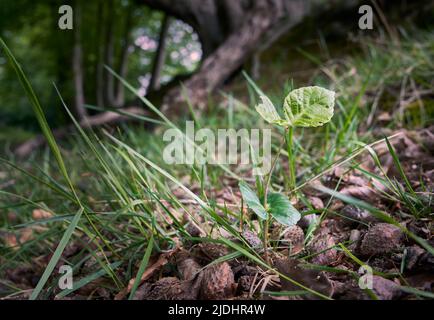Buche (Fagus sylvatica) Sämling, der in einem Wald wächst Stockfoto