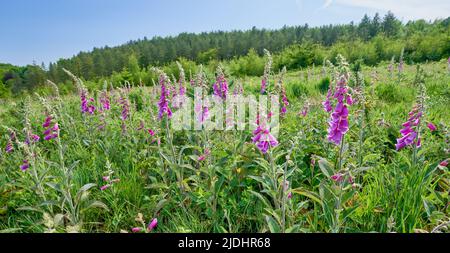 Blühende Fuchshandschuhe auf einer Waldlichtung bei Sonnenschein Stockfoto