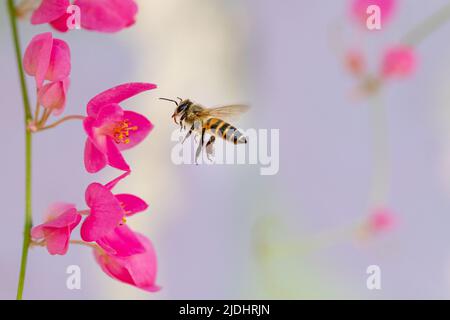 Asiatische Arten kleine Biene, die Nektar der Korallenweinblüten in Nordthailand sammelt Stockfoto