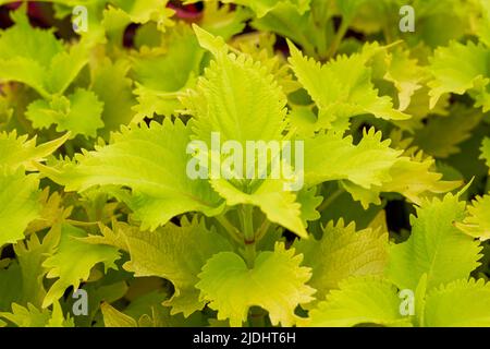 Die üppige bunte Suzu im Garten Stockfoto