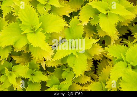 Die üppige bunte Suzu im Garten Stockfoto