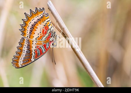 Tropischer Schmetterling Cethosia biblis hängt auf einem trockenen Grashalm, Thailand Stockfoto