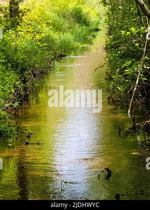 Sauberes Wasser in einem Waldbach mit Sonneneinstrahlung Stockfoto