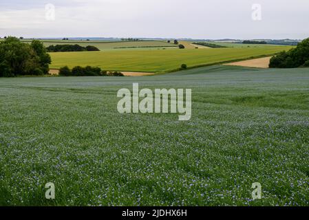 Blau blühendes Flachsfeld in einer Hampshire-Landschaft Stockfoto