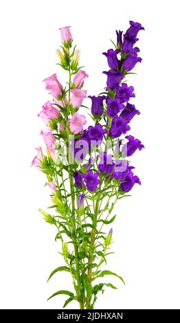 Campanula mittlere Blüten isoliert auf weißem Hintergrund. Bouquet von Canterbury Glocken oder Glockenblume Stockfoto