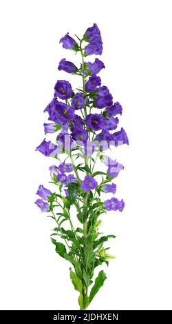 Campanula mittlere Blüten isoliert auf weißem Hintergrund. Blaue Blumen Glocken von Canterbury oder Glockenblume Stockfoto