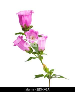 Campanula mittlere Blüten isoliert auf weißem Hintergrund. Rosa Blumen Canterbury Glocken oder Glockenblume Stockfoto