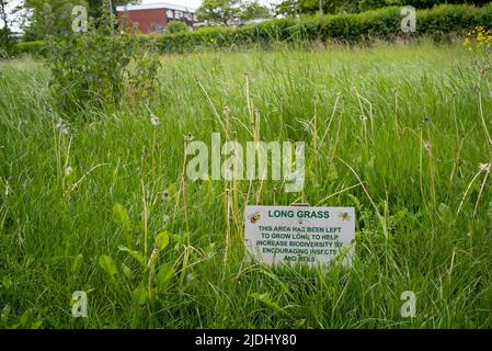 Das lang bewachsene Gras im Stadtpark von Salisbury bleibt ungeschnitten, um die Artenvielfalt zu erhöhen. Mit Informationsschild zur Erklärung für die Öffentlichkeit. Stockfoto