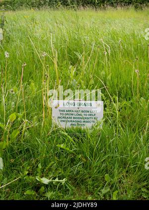 Das lang bewachsene Gras im Stadtpark von Salisbury bleibt ungeschnitten, um die Artenvielfalt zu erhöhen. Mit Informationsschild zur Erklärung für die Öffentlichkeit. Stockfoto