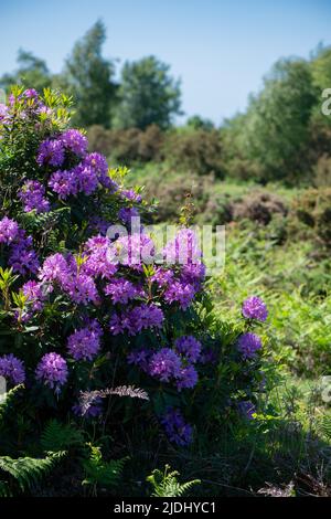 Rhododendron ponticum ist eine etablierte, nicht-einheimische invasive Art innerhalb Großbritanniens, die auf diesem Bild als eineinziger Busch zwischen den Gorsen im New Forest zu sehen ist. Stockfoto