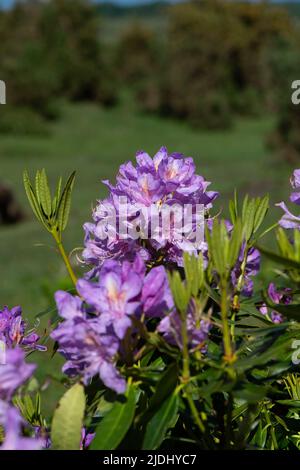 Rhododendron ponticum ist eine etablierte, nicht-einheimische invasive Art innerhalb Großbritanniens, die auf diesem Bild als eineinziger Busch zwischen den Gorsen im New Forest zu sehen ist. Stockfoto