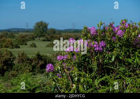 Rhododendron ponticum ist eine etablierte, nicht-einheimische invasive Art innerhalb Großbritanniens, die auf diesem Bild als eineinziger Busch zwischen den Gorsen im New Forest zu sehen ist. Stockfoto