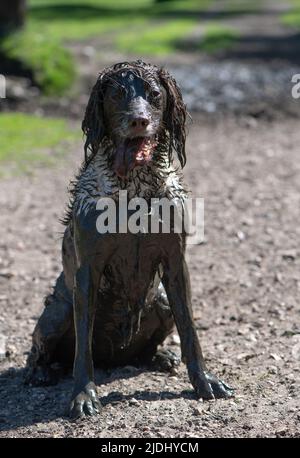 Ein sehr schlammiger englischer Springer Spaniel, der einen schlammigen Bach im New Forest Hampshire uk erkundet hat. Schlamm verwenden, um in der heißen Sonne kühl zu bleiben. Stockfoto