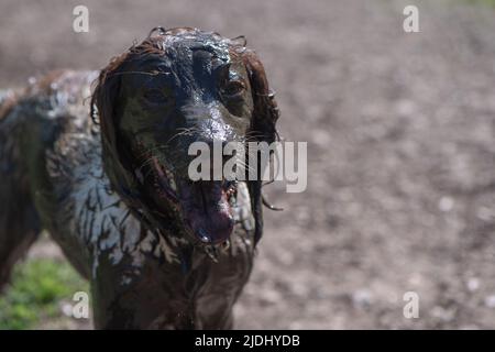 Ein sehr schlammiger englischer Springer Spaniel, der einen schlammigen Bach im New Forest Hampshire uk erkundet hat. Schlamm verwenden, um in der heißen Sonne kühl zu bleiben. Stockfoto