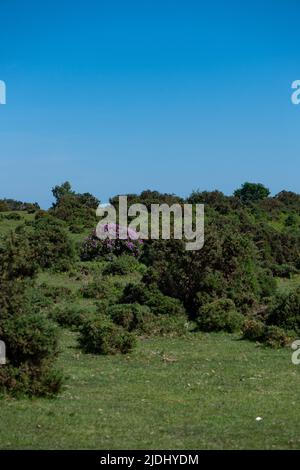 Rhododendron ponticum ist eine etablierte, nicht-einheimische invasive Art innerhalb Großbritanniens, die auf diesem Bild als eineinziger Busch zwischen den Gorsen im New Forest zu sehen ist. Stockfoto