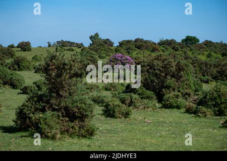 Rhododendron ponticum ist eine etablierte, nicht-einheimische invasive Art innerhalb Großbritanniens, die auf diesem Bild als eineinziger Busch zwischen den Gorsen im New Forest zu sehen ist. Stockfoto