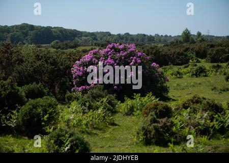 Rhododendron ponticum ist eine etablierte, nicht-einheimische invasive Art innerhalb Großbritanniens, die auf diesem Bild als eineinziger Busch zwischen den Gorsen im New Forest zu sehen ist. Stockfoto