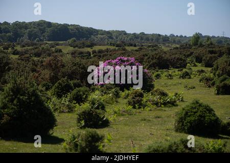 Rhododendron ponticum ist eine etablierte, nicht-einheimische invasive Art innerhalb Großbritanniens, die auf diesem Bild als eineinziger Busch zwischen den Gorsen im New Forest zu sehen ist. Stockfoto