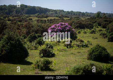 Rhododendron ponticum ist eine etablierte, nicht-einheimische invasive Art innerhalb Großbritanniens, die auf diesem Bild als eineinziger Busch zwischen den Gorsen im New Forest zu sehen ist. Stockfoto