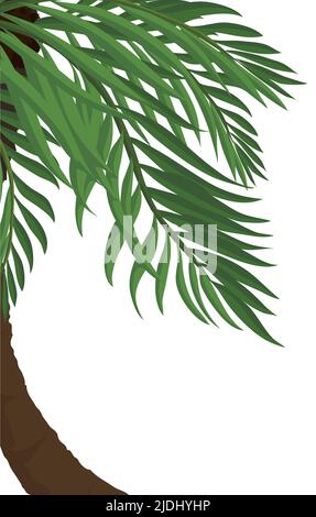 Isolierte Ansicht von oben auf die Palme mit Kokosnuss verwickelt auf den Blättern. Cartoon-Design auf weißem Hintergrund. Stock Vektor