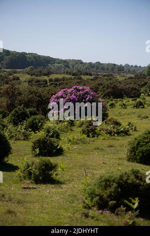 Rhododendron ponticum ist eine etablierte, nicht-einheimische invasive Art innerhalb Großbritanniens, die auf diesem Bild als eineinziger Busch zwischen den Gorsen im New Forest zu sehen ist. Stockfoto