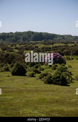 Rhododendron ponticum ist eine etablierte, nicht-einheimische invasive Art innerhalb Großbritanniens, die auf diesem Bild als eineinziger Busch zwischen den Gorsen im New Forest zu sehen ist. Stockfoto