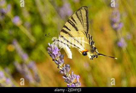 Nahaufnahme eines Schmetterlings mit Schwalbenschwanz, der eine Lavendelblüte bestäubt. Tiger Swallowtail Schmetterling auf blauer Lavendelblüte. Stockfoto