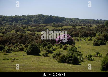 Rhododendron ponticum ist eine etablierte, nicht-einheimische invasive Art innerhalb Großbritanniens, die auf diesem Bild als eineinziger Busch zwischen den Gorsen im New Forest zu sehen ist. Stockfoto